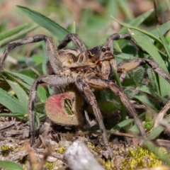 Tasmanicosa godeffroyi (Garden Wolf Spider) at Coree, ACT - 24 Apr 2020 by rawshorty