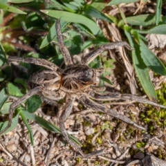 Tasmanicosa godeffroyi at Coree, ACT - 24 Apr 2020