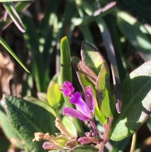 Polygala japonica at Boro, NSW - 21 Apr 2020 04:59 PM