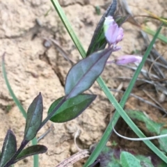 Polygala japonica at Boro, NSW - 21 Apr 2020