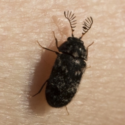 Ptinidae (family) (Ptinid beetle) at Michelago, NSW - 18 Apr 2020 by Illilanga