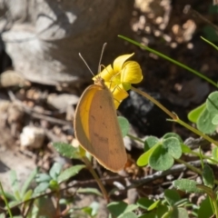 Eurema herla (Pink Grass-yellow) at Uriarra Village, ACT - 24 Apr 2020 by rawshorty