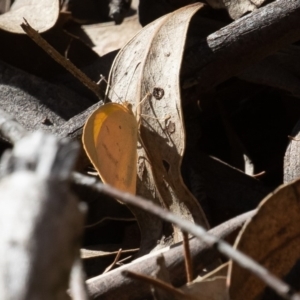 Eurema herla at Uriarra Village, ACT - 24 Apr 2020