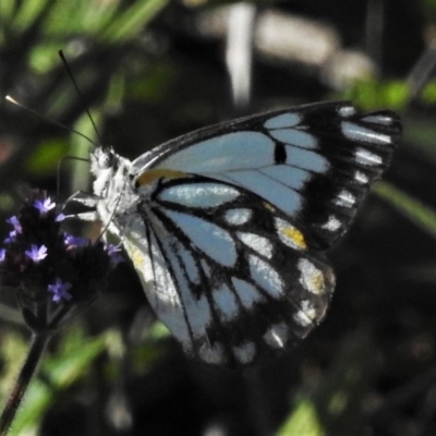 Belenois java (Caper White) at Cotter Reserve - 24 Apr 2020 by JohnBundock