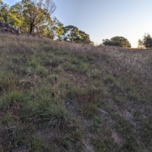 Dichanthium sericeum at Latham, ACT - 24 Apr 2020