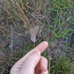 Dichanthium sericeum at Latham, ACT - 24 Apr 2020