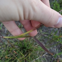 Dichanthium sericeum at Latham, ACT - 24 Apr 2020