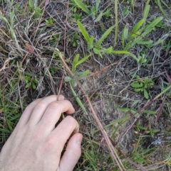 Dichanthium sericeum at Latham, ACT - 24 Apr 2020