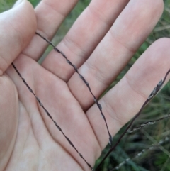 Digitaria brownii (Cotton Panic Grass) at Latham, ACT - 24 Apr 2020 by MattM