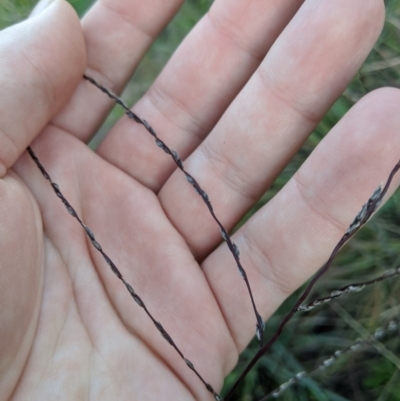 Digitaria brownii (Cotton Panic Grass) at Latham, ACT - 24 Apr 2020 by MattM