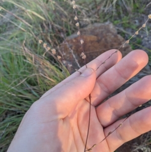 Digitaria brownii at Latham, ACT - 24 Apr 2020