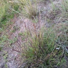 Digitaria brownii at Latham, ACT - 24 Apr 2020