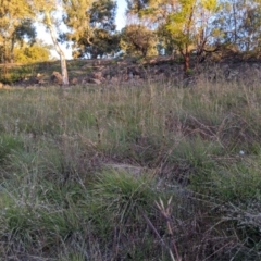 Cymbopogon refractus (Barbed-wire Grass) at Flynn, ACT - 24 Apr 2020 by MattM