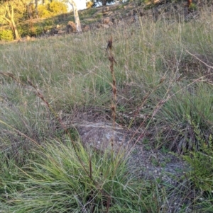 Cymbopogon refractus at Flynn, ACT - 24 Apr 2020