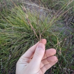 Cymbopogon refractus at Flynn, ACT - 24 Apr 2020