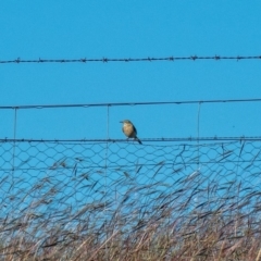 Anthus australis (Australian Pipit) at Dunlop, ACT - 15 Apr 2020 by Philip