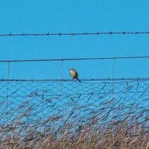 Anthus australis at Dunlop, ACT - 15 Apr 2020 03:14 PM