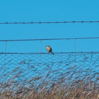 Anthus australis (Australian Pipit) at Dunlop, ACT - 15 Apr 2020 by Philip