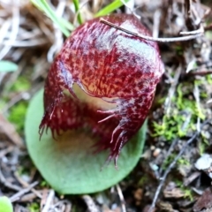 Corysanthes hispida (Bristly Helmet Orchid) at Hackett, ACT - 24 Apr 2020 by shoko