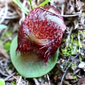 Corysanthes hispida at Hackett, ACT - 24 Apr 2020