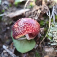 Corysanthes hispida at Hackett, ACT - suppressed