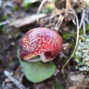 Corysanthes hispida at Hackett, ACT - suppressed