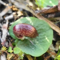 Corysanthes hispida at Hackett, ACT - suppressed