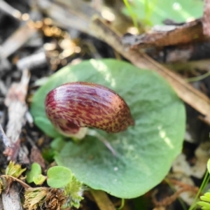 Corysanthes hispida at Hackett, ACT - 24 Apr 2020