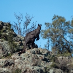 Osphranter robustus robustus (Eastern Wallaroo) at Lower Molonglo - 23 Apr 2020 by Philip