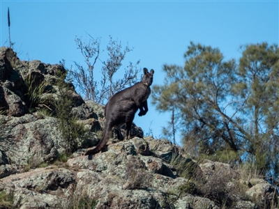 Osphranter robustus robustus (Eastern Wallaroo) at Molonglo River Reserve - 23 Apr 2020 by Philip