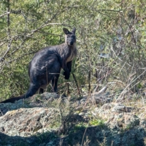 Osphranter robustus robustus at Molonglo River Reserve - 23 Apr 2020