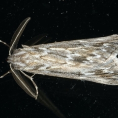 Ciampa arietaria (Brown Pasture Looper Moth) at Ainslie, ACT - 23 Apr 2020 by jbromilow50