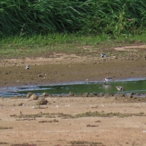 Charadrius melanops at Fyshwick Sewerage Treatment Plant - 23 Apr 2020