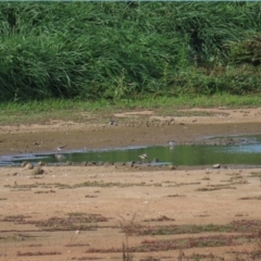 Charadrius melanops at Fyshwick Sewerage Treatment Plant - 23 Apr 2020