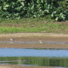 Charadrius melanops at Fyshwick Sewerage Treatment Plant - 23 Apr 2020