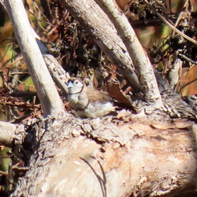 Stizoptera bichenovii (Double-barred Finch) at Jerrabomberra Wetlands - 23 Apr 2020 by RodDeb