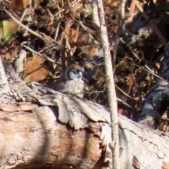 Stizoptera bichenovii at Fyshwick, ACT - 23 Apr 2020