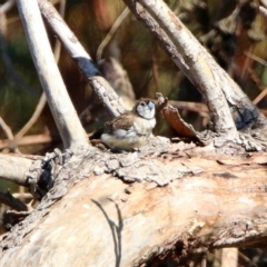 Stizoptera bichenovii at Fyshwick, ACT - 23 Apr 2020 12:11 PM