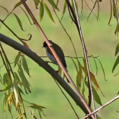 Melithreptus lunatus (White-naped Honeyeater) at Jerrabomberra Wetlands - 23 Apr 2020 by RodDeb