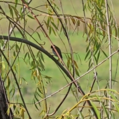 Melithreptus lunatus at Fyshwick, ACT - 23 Apr 2020