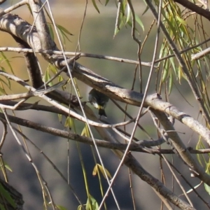 Melithreptus lunatus at Fyshwick, ACT - 23 Apr 2020