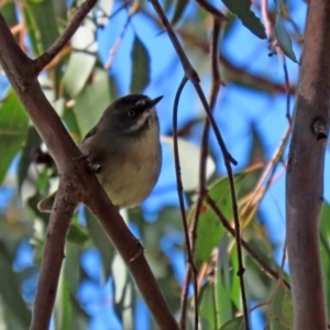 Sericornis frontalis at Fyshwick, ACT - 23 Apr 2020