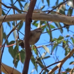 Sericornis frontalis at Fyshwick, ACT - 23 Apr 2020