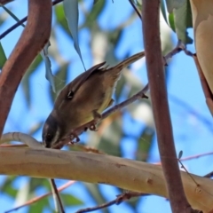 Sericornis frontalis at Fyshwick, ACT - 23 Apr 2020