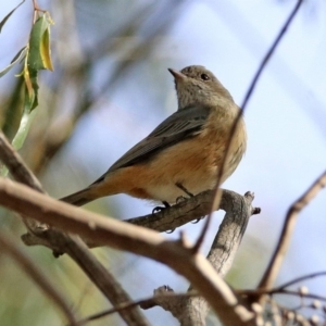 Pachycephala rufiventris at Fyshwick, ACT - 23 Apr 2020