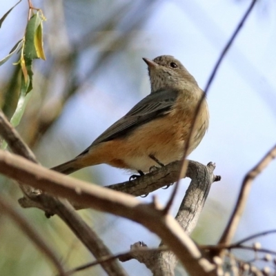 Pachycephala rufiventris (Rufous Whistler) at Fyshwick, ACT - 23 Apr 2020 by RodDeb