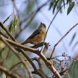 Pachycephala rufiventris at Fyshwick, ACT - 23 Apr 2020