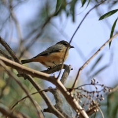 Pachycephala rufiventris at Fyshwick, ACT - 23 Apr 2020