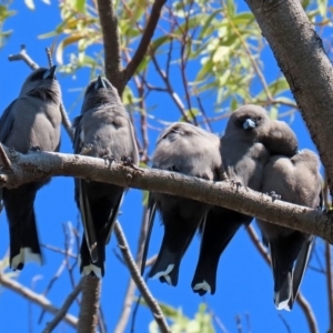 Artamus cyanopterus at Fyshwick, ACT - 23 Apr 2020