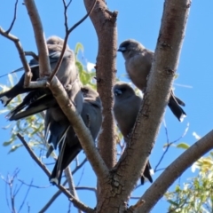 Artamus cyanopterus at Fyshwick, ACT - 23 Apr 2020